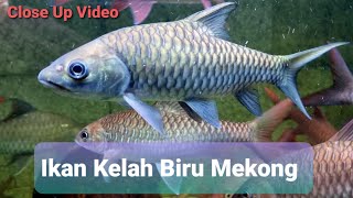 4K Close Up Video Ep. 2 Ikan Kelah Biru Mekong, Thailand