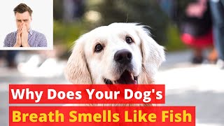 Why Does your dog Breath Smells like Fish? How to Stop his bad breathe?