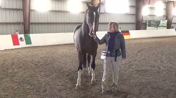 Clicker Training for Horses - Mugging Happens