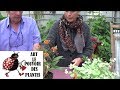 Chaine tv de jardinage asclepias curassavica comment faire une  bouture plantes vivaces