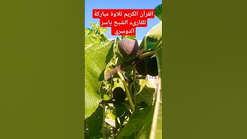 القرآن الكريم #المصحف #اكسبلور سورة المؤمنون ياسر الدوسري استمع للقرآن الكريم ثواني