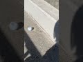どんぐりころころ #shorts