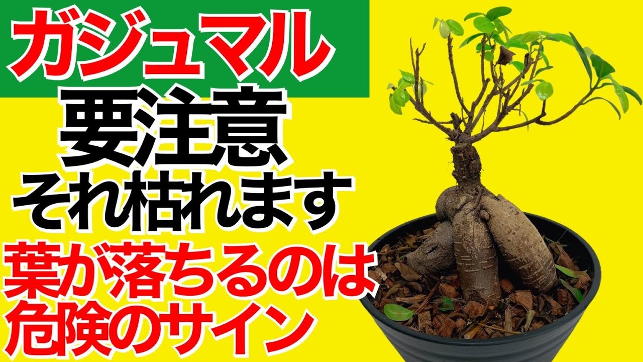 Causes and solutions for banyan tree leaf fall [How to grow banyan
