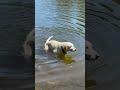 Lifeguard Dog to The Rescue!