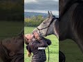 Os cavalos sabem exatamente quem você é #curiosidades #animais #bichos