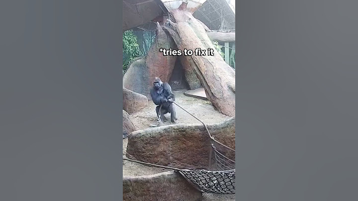 Huge Silverback Breaks Rope LIVE on Gorilla Cam 🦍