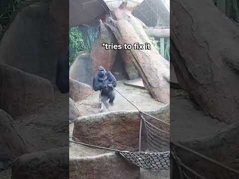 Huge Silverback Breaks Rope LIVE on Gorilla Cam 🦍