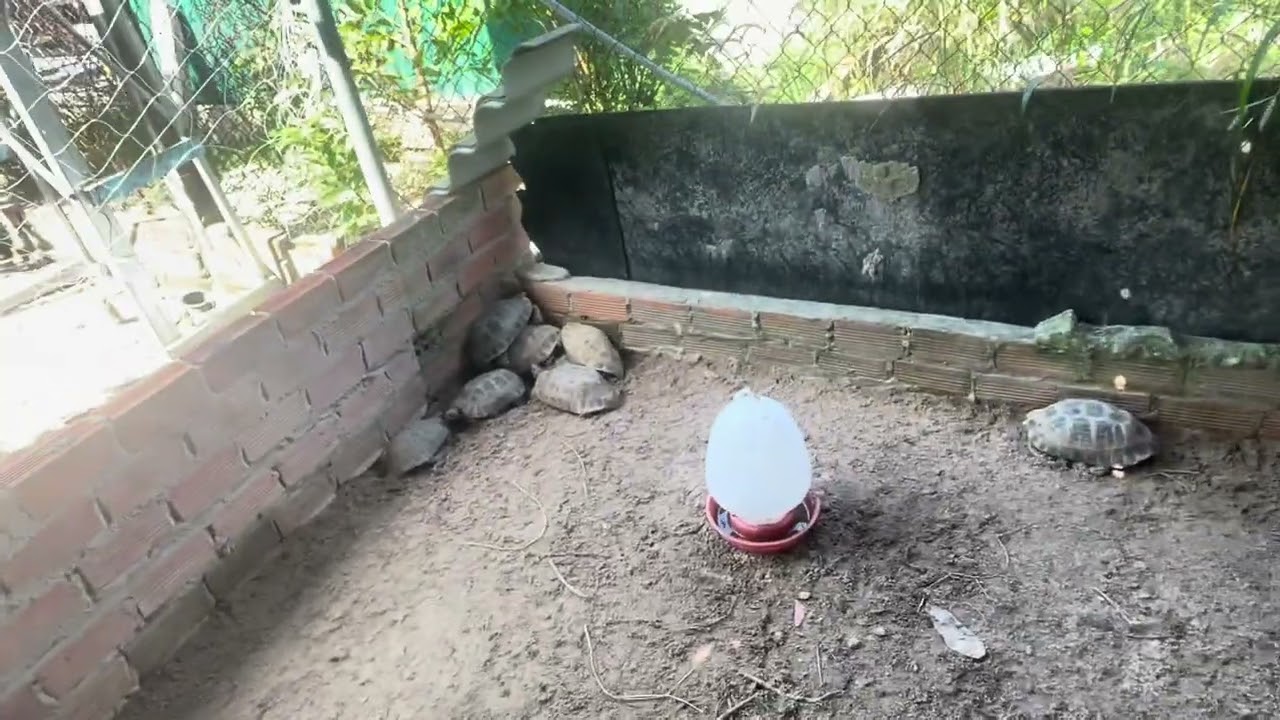 Trại rùa núi vàng cực dễ nuôi 