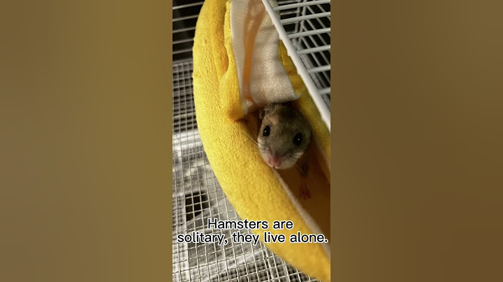 Things YOU Should Know BEFORE Getting a Hamster!