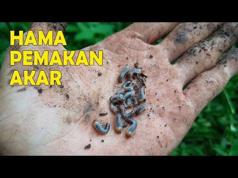 Video: Kumbang Akar Belang - Hama Kecil