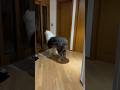 #JasonDeruloTV // Dog Greetings #GotPermissionToPost From IG @bono_kim_ #GladUCame