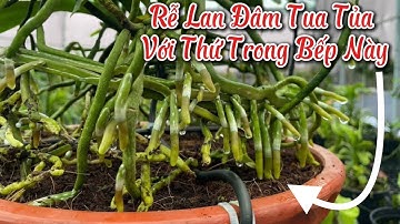 GE Gừng Rễ Lan Đâm Tua Tủa với Thứ Trong Bếp Này