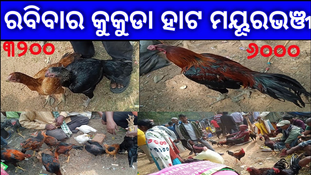 ରବିବାର କୁକୁଡା ହାଟ ମୟୂରଭଞ୍ଜ ଓଡ଼ିଶା//କୁକୁଡା ହାଟ ଭାଇରାଲ ଭିଡିଓ assel hen market angarpada#kukuda hato