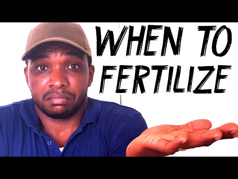 Video: How To Feed Dill? Fertilizer For Growth After Germination. How To Fertilize Outdoors And Greenhouses? Fertilizers So That It Grows Better In June