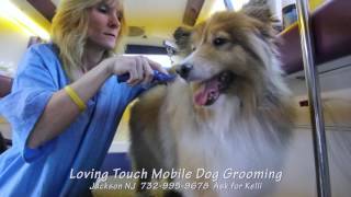 Loving Touch Mobile Dog Grooming  Molly the Sheltie by Kelli