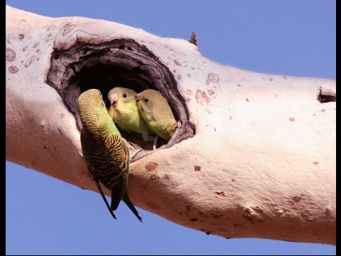 rearing baby parrots