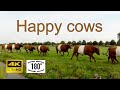 Happy calves and cows sprinting to fresh grass