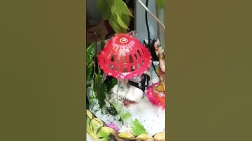 कोई काम अगर बार बार अटक रहा है तो ये उपाय जरूर करें #upay #panditpradeepji #shortvideo