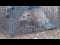 Opossum removal at Lake Of the Ozarks