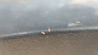 Book Lice? Several people have agreed they are. Either way, Im not putting them in my terrarium.