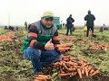Технология выращивания моркови