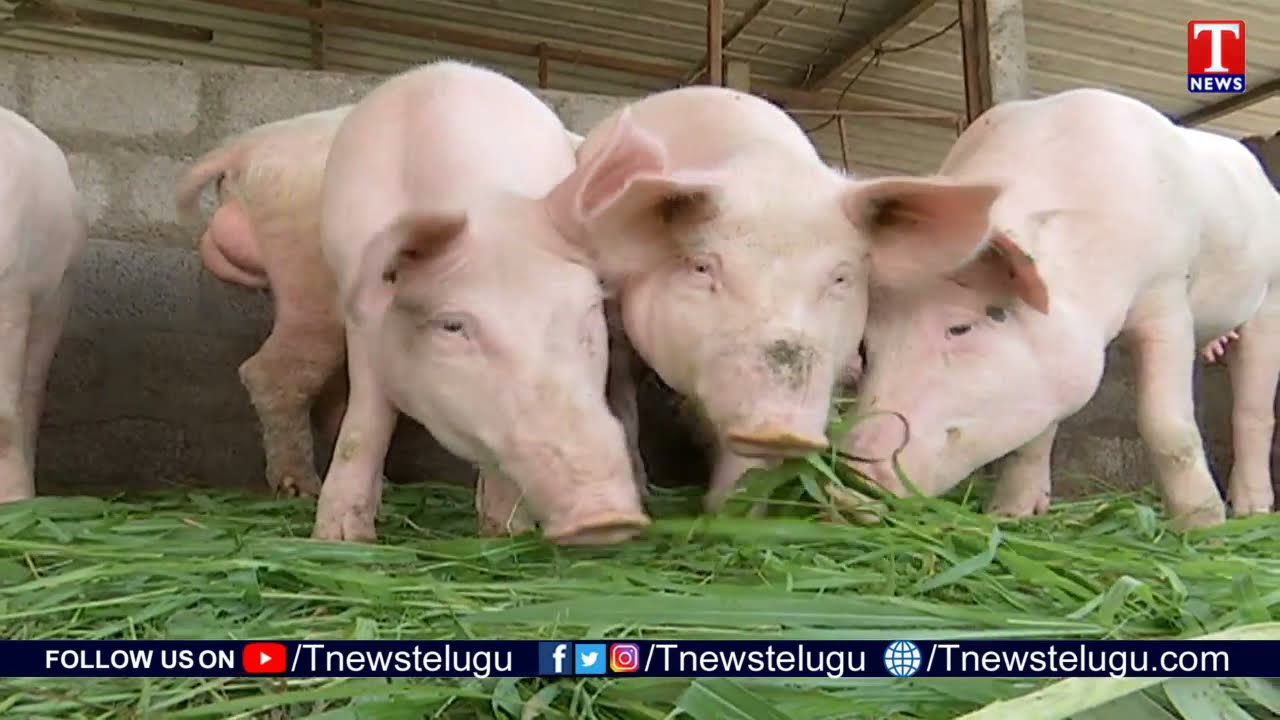 Chenu Chelaka | Organic Method Pig Farming In Contract Basis By Nadendla Brahmaiah | T News
