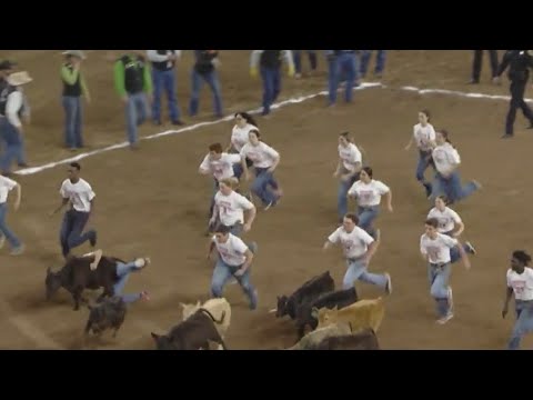 Teens get competitive for calf scramble at Houston Rodeo