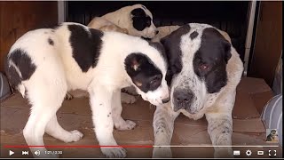ОГРОМНЫЙ АЛАБАЙ Алан и его ДЕТИ.Huge security dogs Alabai. ОГРОМНЫЙ АЛАБАЙ Алан и его ДЕТИ.Huge security dogs Alabai.