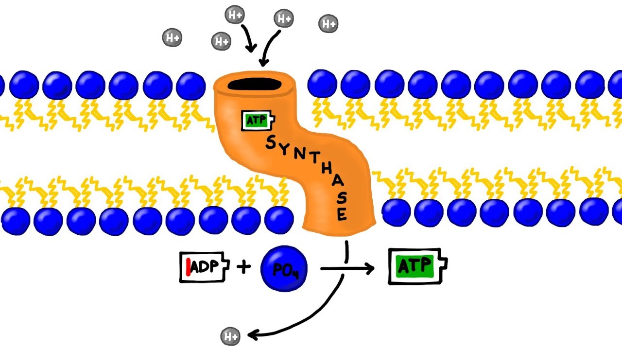 ATP Synthesis and Chemiosmosis in Photosynthesis - YouTube