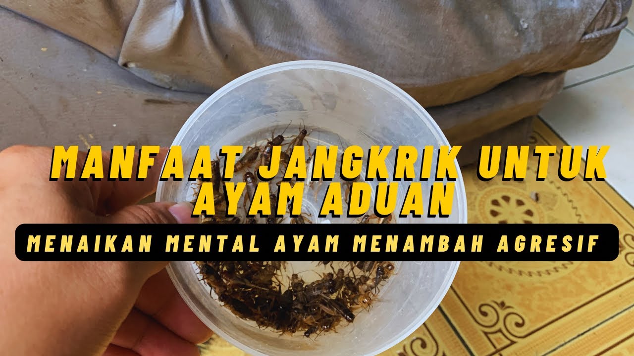 MANFAAT JANGKRIK UNTUK AYAM BANGKOK