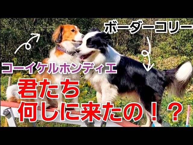 コーイケルホンディエとアジリティ練習に励む！？【ボーダーコリー犬