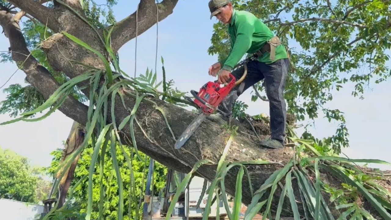 Cưa  cây  còng  siêu  to  ,Nhiều  dây  leo  ,Ở  gần  chợ  tri  tôn. Cưa cây kỷ thuật cao