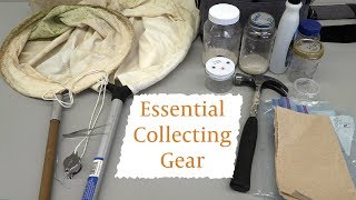Essential Insect Collecting Equipment for Beginners
