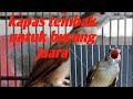 Kapastembak Gacordor Kapas Tembak Gacor Untuk Masteran Burung Juara Mp3 - Mp4 Download