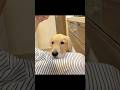 ぼくアシスタントだもんね #大型犬 #ゴールデンレトリバー