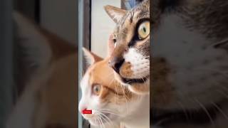 حركات غريبه تفعلها القطط cat shortvideo funny