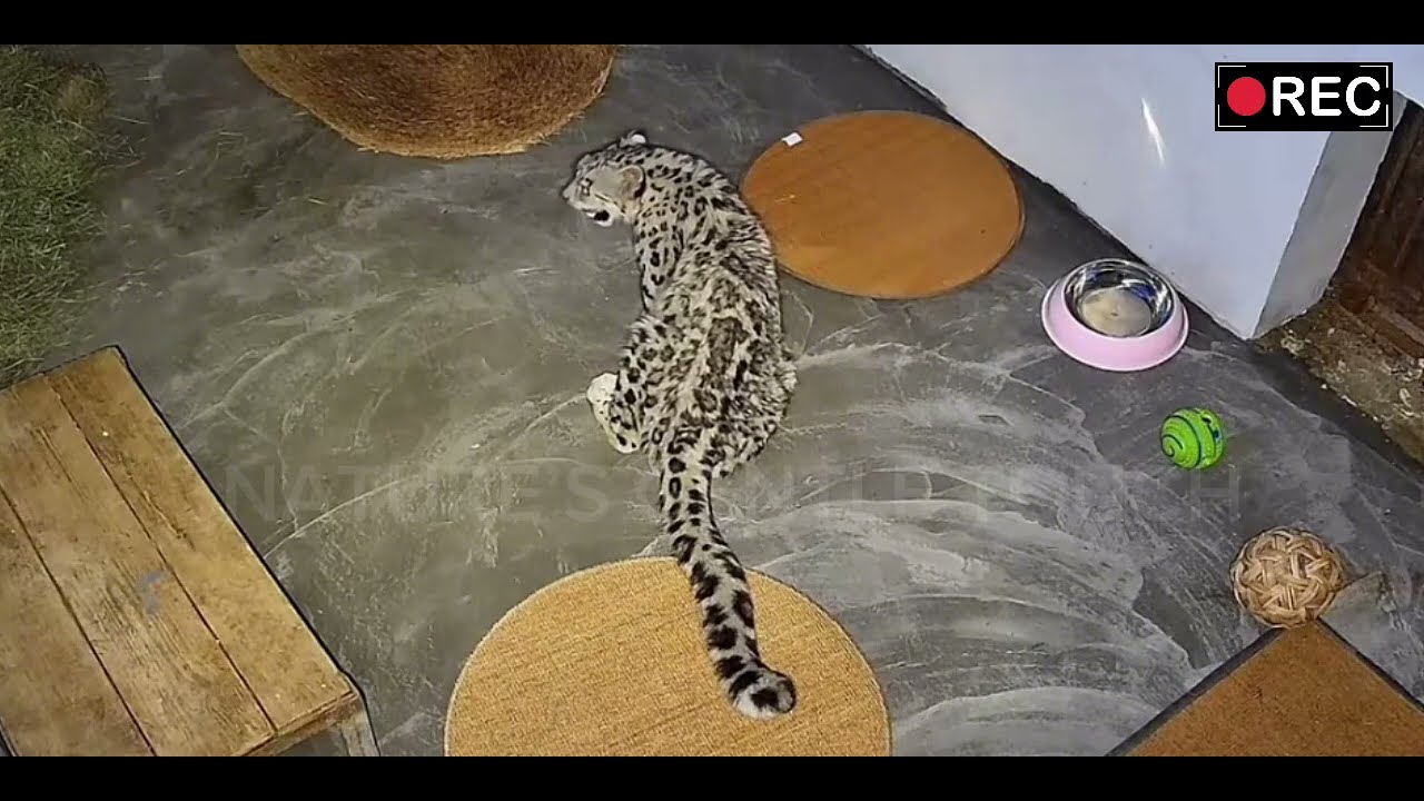 Ling Xiaozhe the Snow Leopard – Daily Vlog | July 23, 2025-long version 01