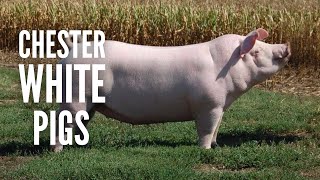 Chester White Pigs – Everything You Need to Know