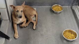 acs A683809