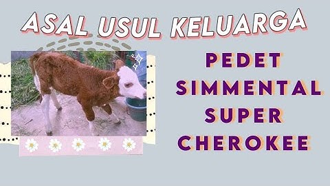 ASAL USUL KELUARGA PEDET SIMMENTAL SUPER CHEROKEE # PART - 1
