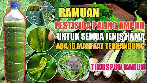 Pestisida Paling Ampuh Pukul KO Semua Jenis Hama Termasuk Tikus Kabur | Bahannya Ada Disekitar Kita