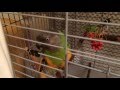 Сенегальский попугай/3/Кузю укладывают спать