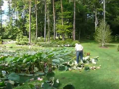 Removing Killing Water lotus