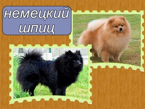 немецкий шпиц