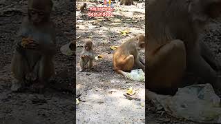 🙏 बेजुबान जानवरों की सेवा ‼️🙏 Ramsewak best videos