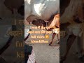 1 रुपए में 1 kg दूध बढ़ाने वाला देशी नुस्खा | 1 रुपए के चुना से 1 kg दूध बढ़ाने का राज | #shorts