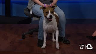 Cleveland APL Pet of the Weekend: A 3-year-old pit bull mix named Rosie