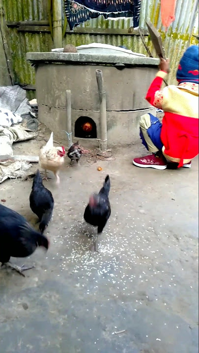 #Duck#Hens#Pearl Hen#Rooster #roosterdance  #youtubeshorts#beautiful funny chickendance 🐓funny