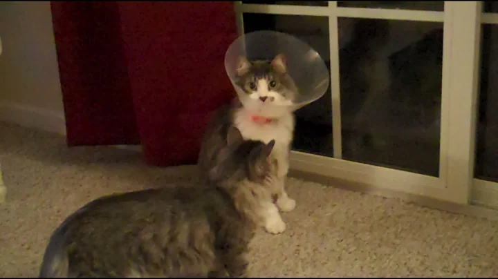 Video 4532871: russian siberian, boy kitty