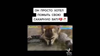 енот полоскал сахарную вату